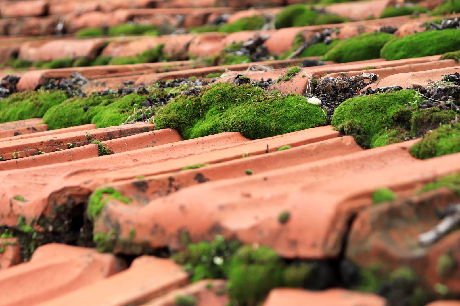 Lichen buildup on roof