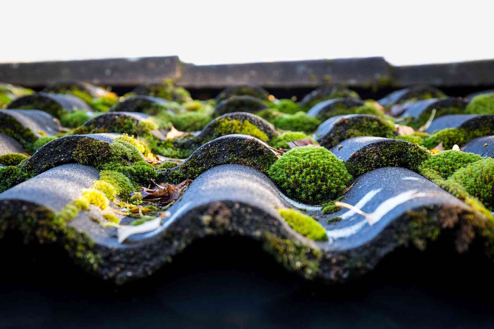 Algae growth on roof